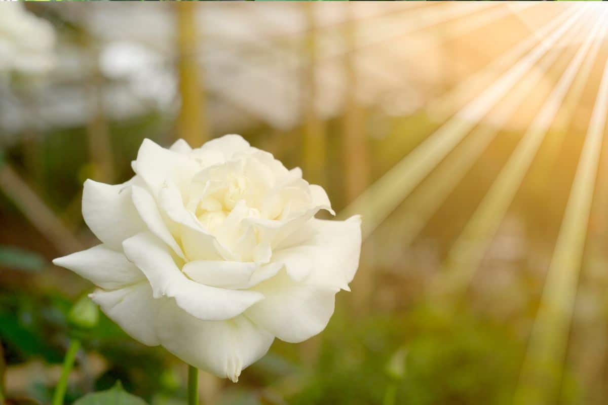 Rosa Branca: Significados e Dicas para Cultivar e Presentear 1 Rosa Branca: Significados e Dicas para Cultivar e Presentear