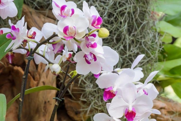 12 Tipos de Orquídeas do Mato: Conheça e Cultive Estas Belezas Naturais