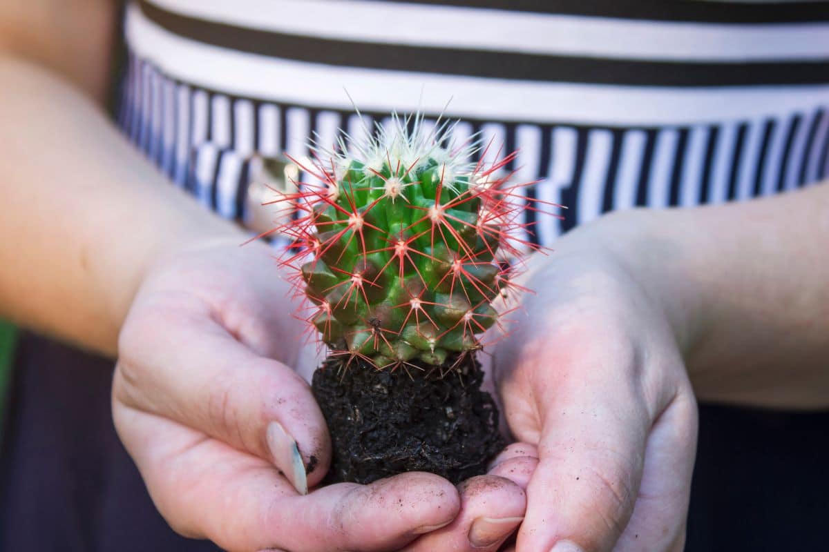 Como Fazer Muda de Cactus e Expandir Sua Coleção