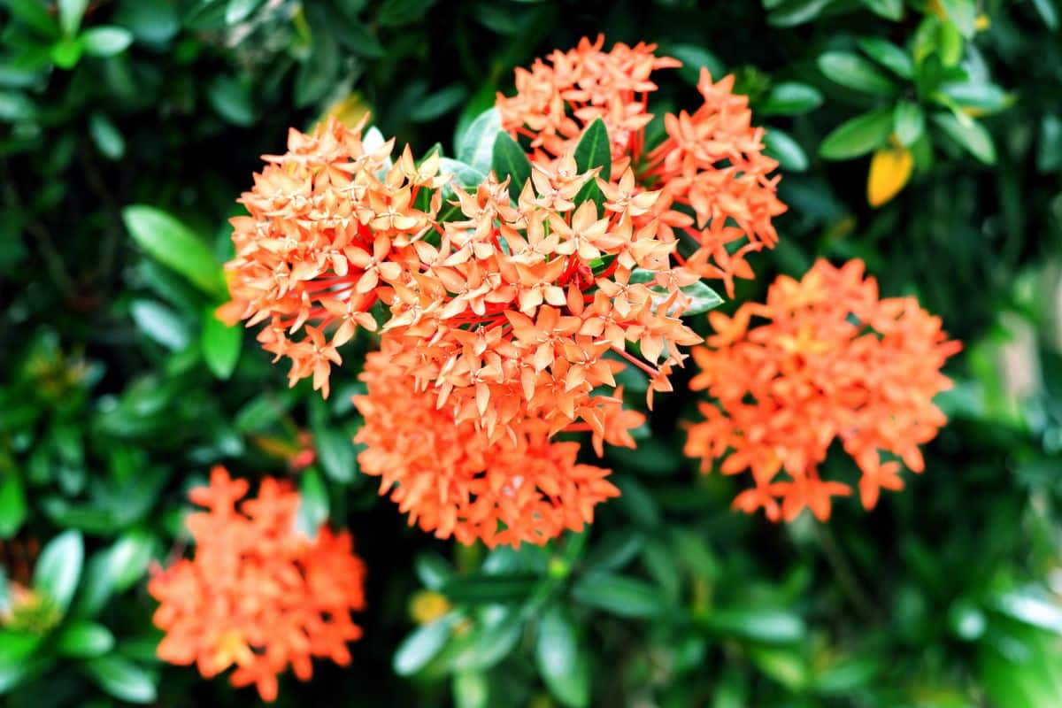 10 Plantas Ideais para Escolas que Atraem Borboletas e Beija-Flores 3 Ixora: Como Cultivar e Apreciar Sua Beleza Tropical!