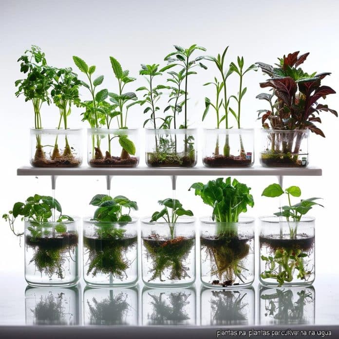 plantas para cultivar na água