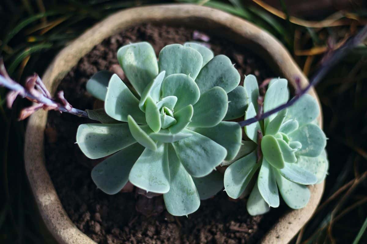 Echeveria Elegans: Como Cultivar e Decorar Seu Espaço 4 Echeveria Elegans: Como Cultivar e Decorar Seu Espaço