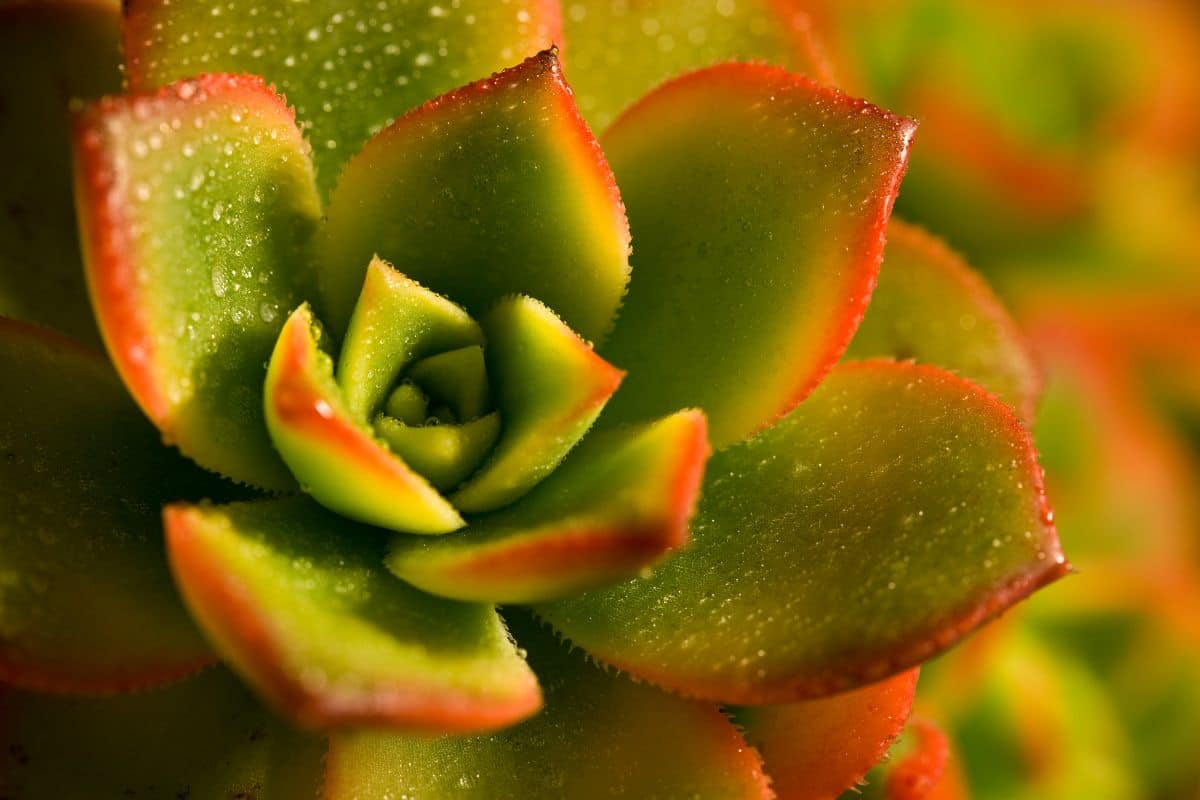 Echeveria Elegans: Como Cultivar e Decorar Seu Espaço 5 Echeveria Elegans: Como Cultivar e Decorar Seu Espaço
