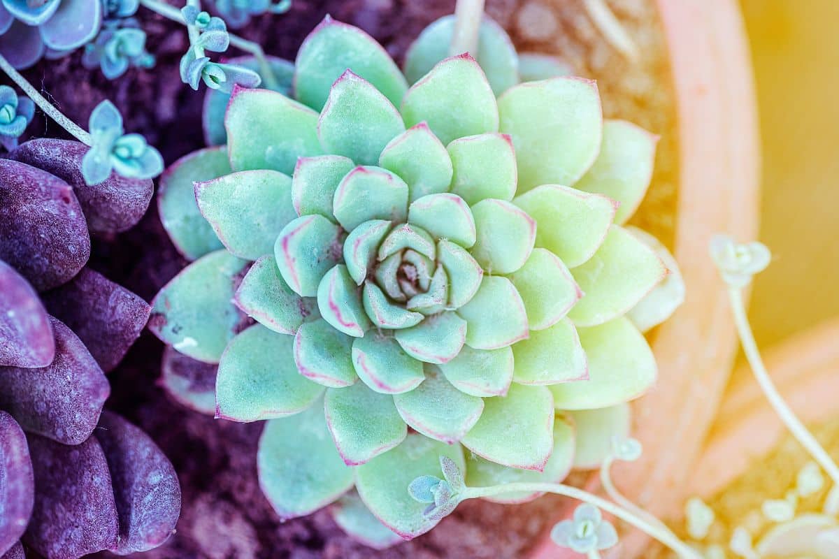 Echeveria Elegans: Como Cultivar e Decorar Seu Espaço 1 Echeveria Elegans: Como Cultivar e Decorar Seu Espaço