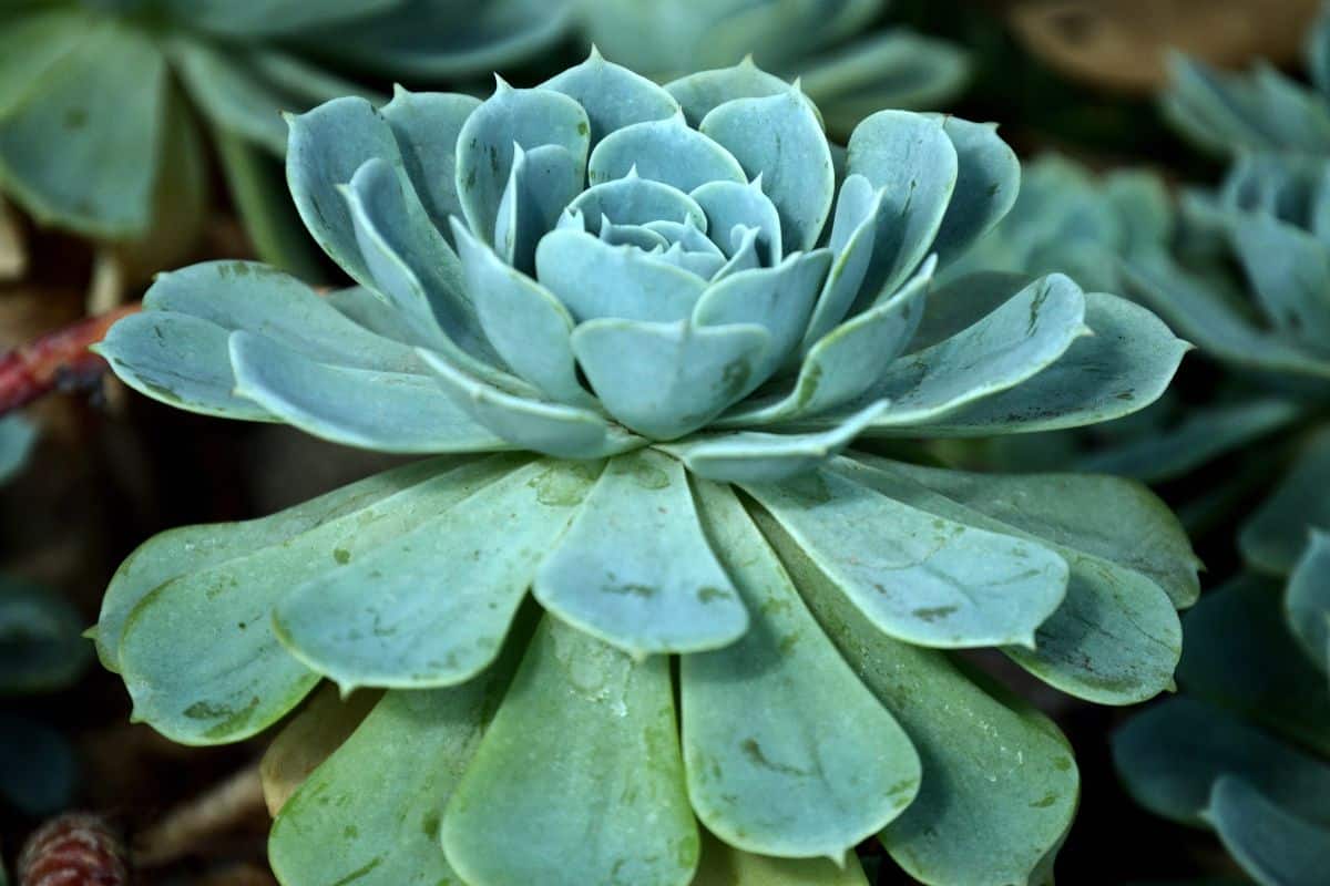 Echeveria Elegans: Como Cultivar e Decorar Seu Espaço 6 Echeveria Elegans: Como Cultivar e Decorar Seu Espaço