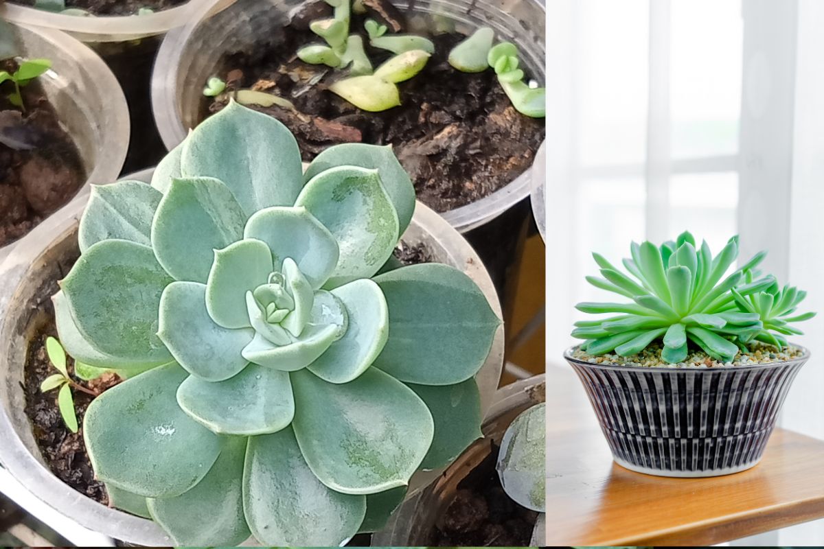 Echeveria Elegans: Como Cultivar e Decorar Seu Espaço 3 Echeveria Elegans: Como Cultivar e Decorar Seu Espaço