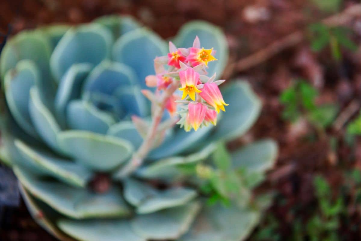 Echeveria Elegans: Como Cultivar e Decorar Seu Espaço 2 Echeveria Elegans: Como Cultivar e Decorar Seu Espaço