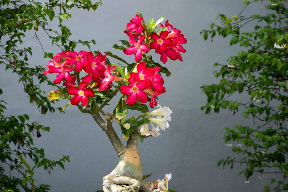 Como Cuidar da Rosa do Deserto em Dias de Chuva 2 Como Fazer Muda de Rosa do Deserto e Cultivar Esta Maravilha