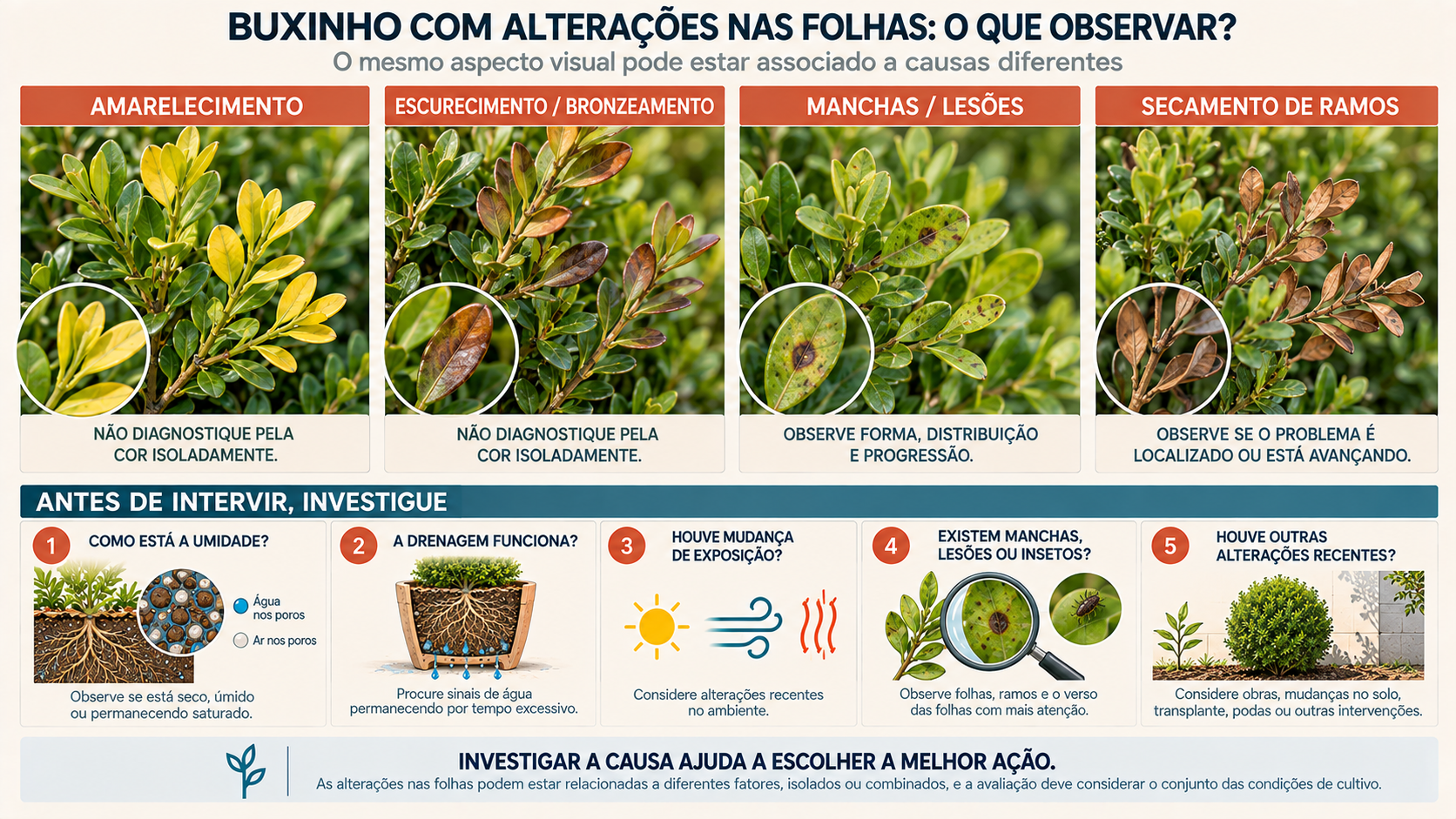 Buxinho: Como Cuidar, Cultivar, Podar e Usar no Jardim 15 Prancha de observação de buxinho com folhas amarelas, marrons, manchas e secamento de ramos