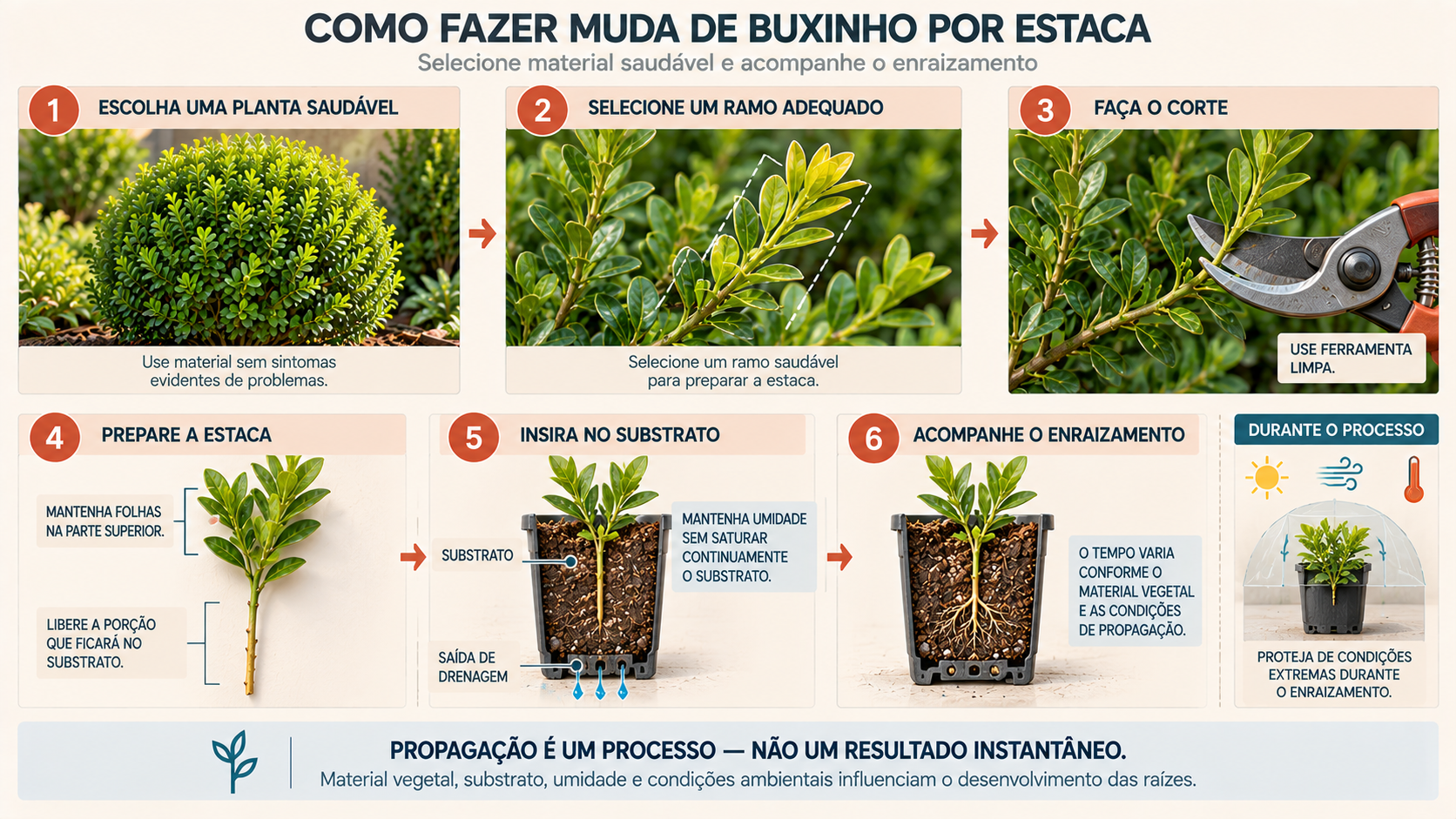 Buxinho: Como Cuidar, Cultivar, Podar e Usar no Jardim 16 Passo a passo para fazer muda de buxinho por estaca, do corte do ramo ao desenvolvimento de raízes