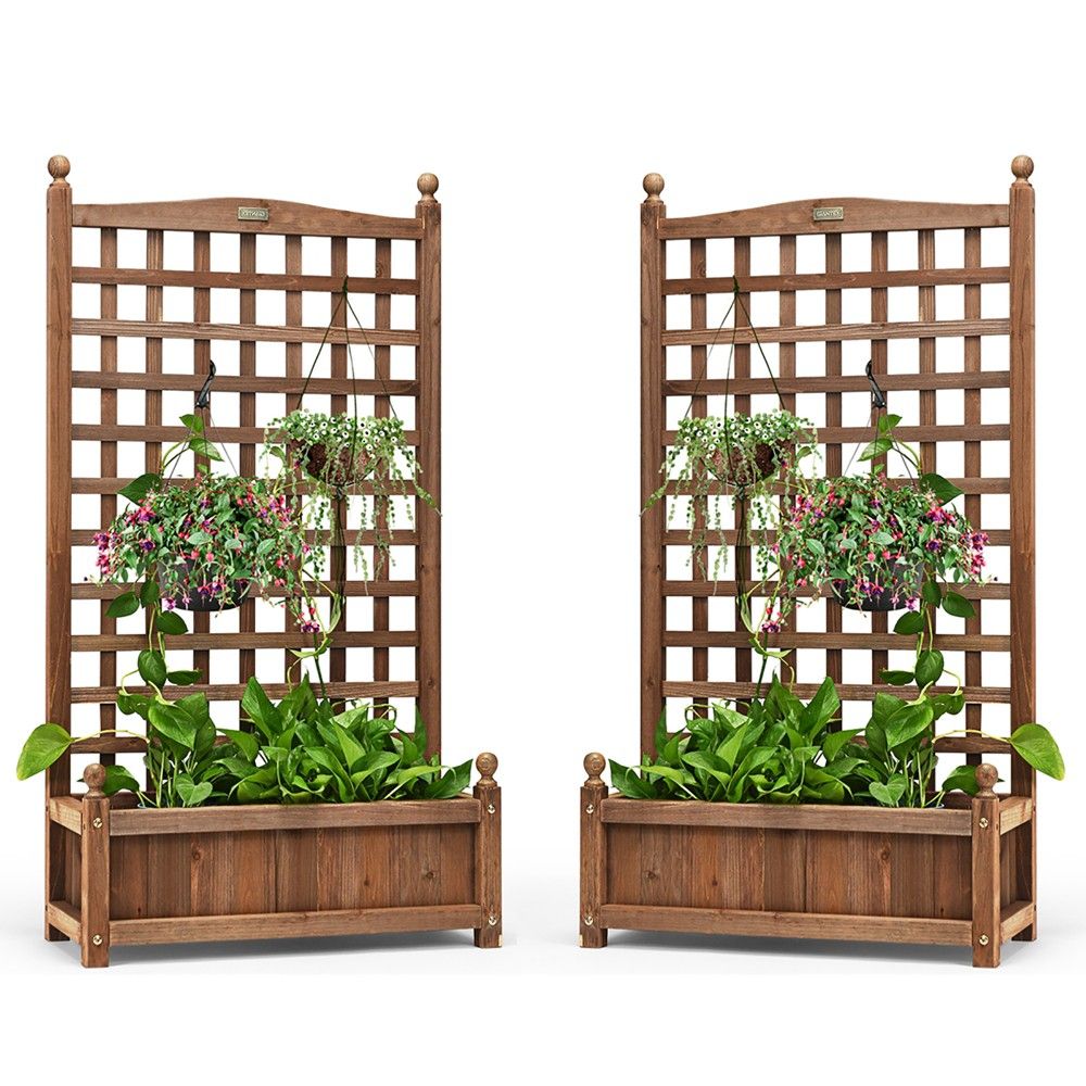 Ideias inspiradoras de plantas para embelezar seu pergolado.