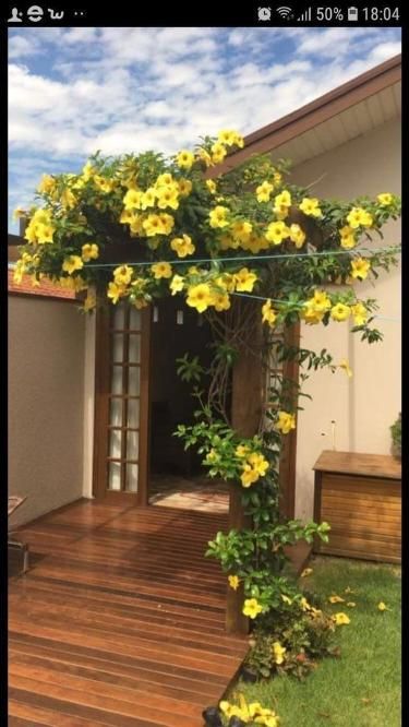 Ideias inspiradoras de plantas para embelezar seu pergolado.