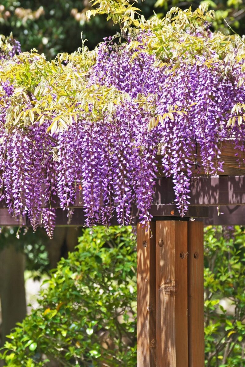 Ideias inspiradoras de plantas para embelezar seu pergolado.