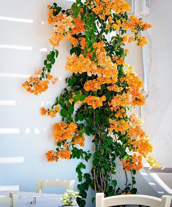 Ideias inspiradoras de plantas para embelezar seu pergolado.