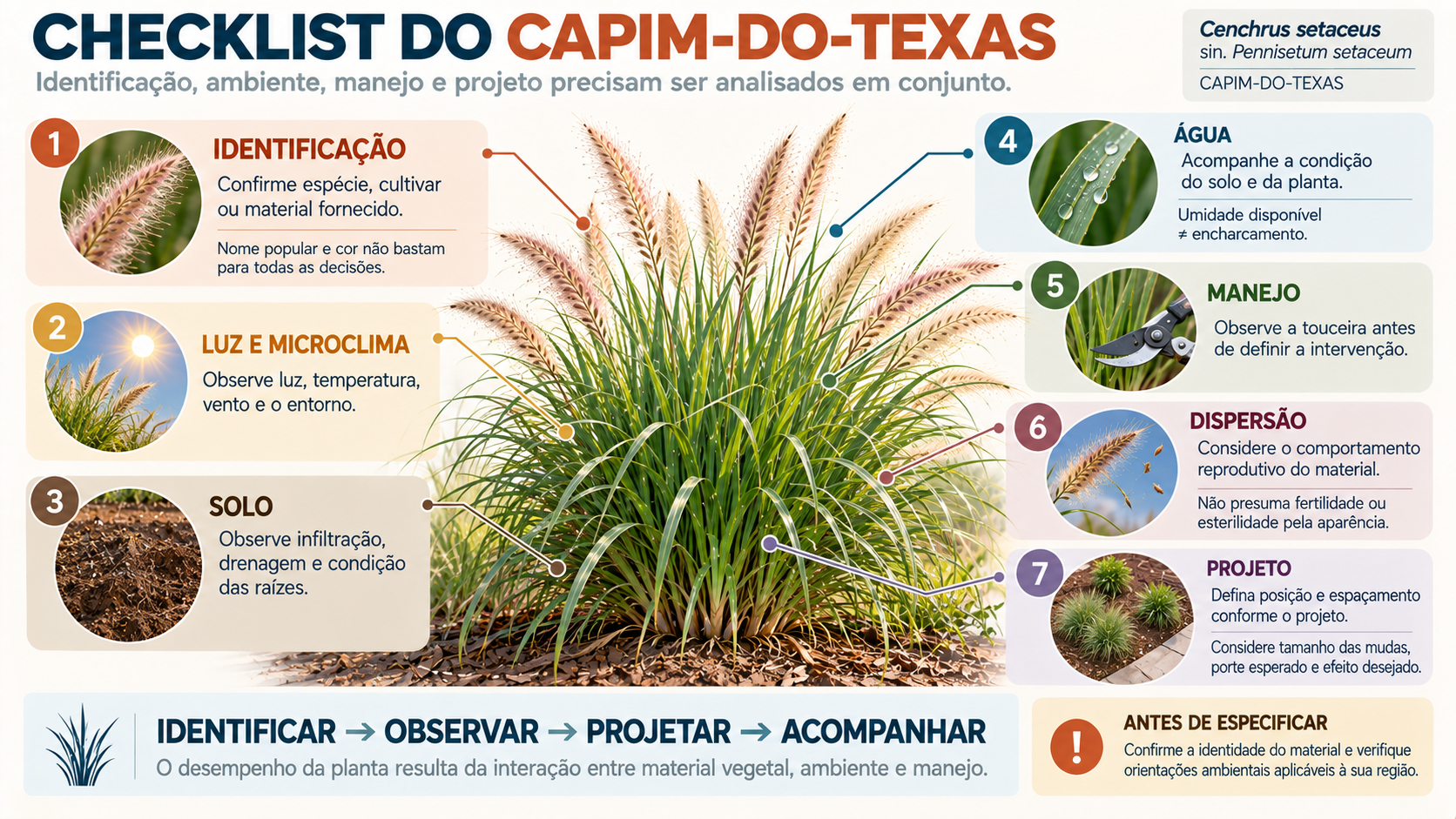 Checklist de cultivo e paisagismo do capim-do-Texas com identificação, luz, solo, água, manejo e dispersão
