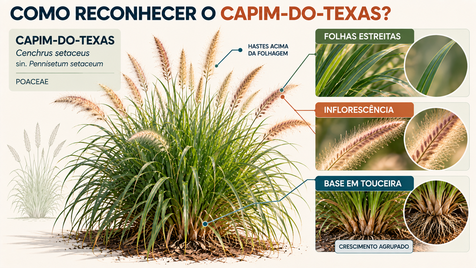 Prancha botânica do capim-do-Texas Cenchrus setaceus com folhas, touceira e inflorescência
