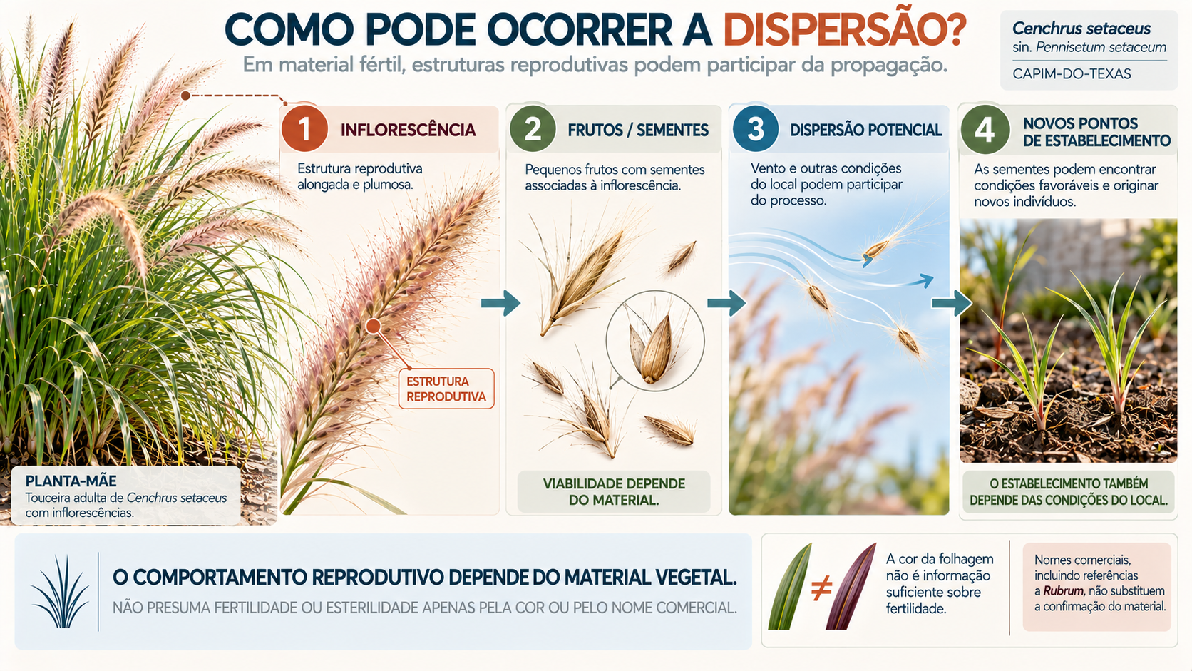 Infográfico do capim-do-Texas mostrando inflorescência, formação de sementes e dispersão potencial
