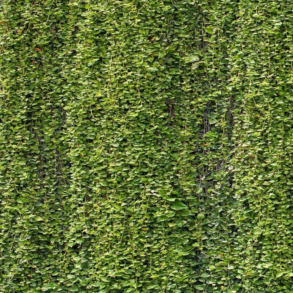 Transformação ecológica: Um verde muro que revitaliza a cidade.