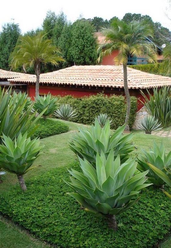 14 Plantas para Jardim que Florescem o Ano Todo e Encantam 1 1. Agave-dragão é uma planta muito utilizada em paisagismo, normalmente sendo combinadas com outras espécies para que possam compor o jardim.