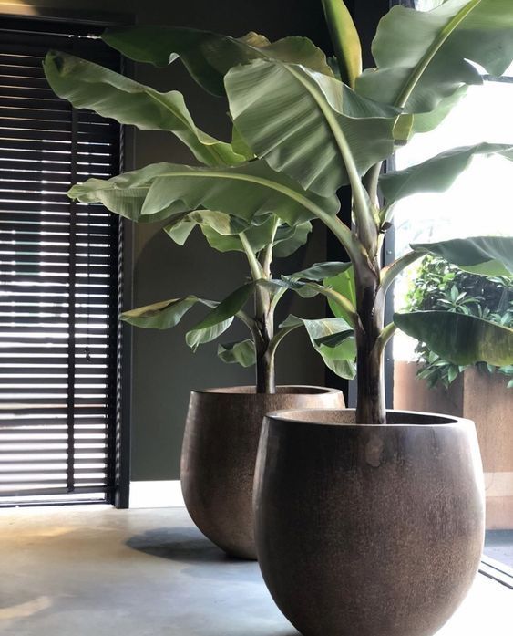 14 Plantas para Jardim que Florescem o Ano Todo e Encantam 2 2. Já pensou em ter mini bananeiras em seu jardim? Mas calma, apesar de minis elas ainda são grandes, ideais para áreas com um maior espaço disponível.