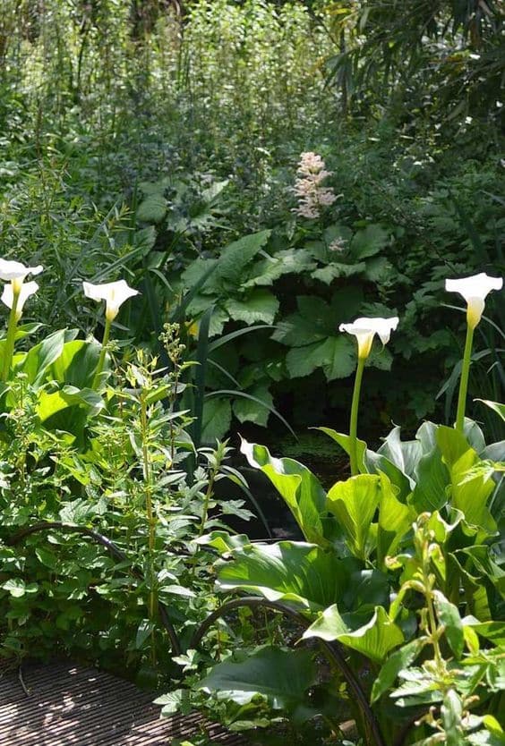 14 Plantas para Jardim que Florescem o Ano Todo e Encantam 3 3. Um canteiro de copos de leite também é encantador! Assim, podemos contar com toda a beleza e delicadeza dessas flores.