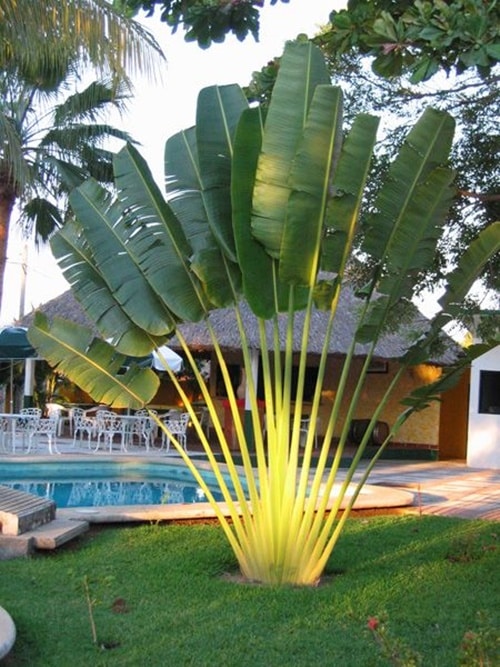 14 Plantas para Jardim que Florescem o Ano Todo e Encantam 4 4. Que tal essa bananeira-ornamental logo na entrada de casa? Ela é grandiosa, e por conta disso não passa despercebida.