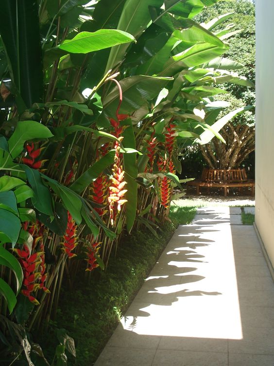 14 Plantas para Jardim que Florescem o Ano Todo e Encantam 5 5. Outra opção para o jardim é fazer com que ele forme um belo corredor na parte lateral da casa, conforme foi feito com a helicônia rostrata na inspiração abaixo.