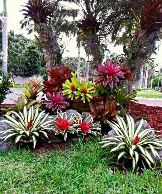 14 Plantas para Jardim que Florescem o Ano Todo e Encantam 6 6. Bromélias se dão bem tanto dentro quanto fora de casa, e por isso tem um uso bastante amplo em meio aos jardins!
