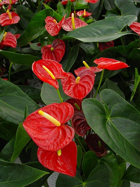 14 Plantas para Jardim que Florescem o Ano Todo e Encantam 8 8. Antúrios vermelhos dão mais beleza a qualquer espaço! Diante de uma cor bastante vibrante, chamam bastante atenção.