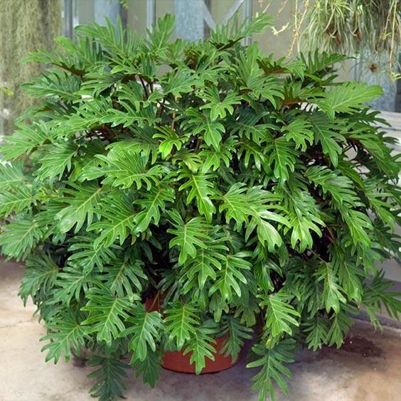 14 Plantas para Jardim que Florescem o Ano Todo e Encantam 9 9. Xanadus são ótimos para quem quer arbustos mais compactos: sua altura não passa de 1,2 metros.