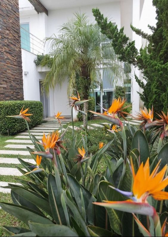 14 Plantas para Jardim que Florescem o Ano Todo e Encantam 10 10. Ave-do-paraíso é outra opção de planta para jardim, com belas flores de brinde e contando com uma aparência bastante exótica.