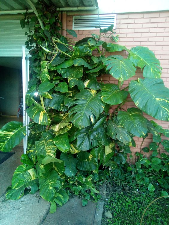 14 Plantas para Jardim que Florescem o Ano Todo e Encantam 11 11. A jiboia gigante é uma planta que atinge grandes proporções na área externa e exige poucos cuidados, tornando mais simples a sua manutenção.