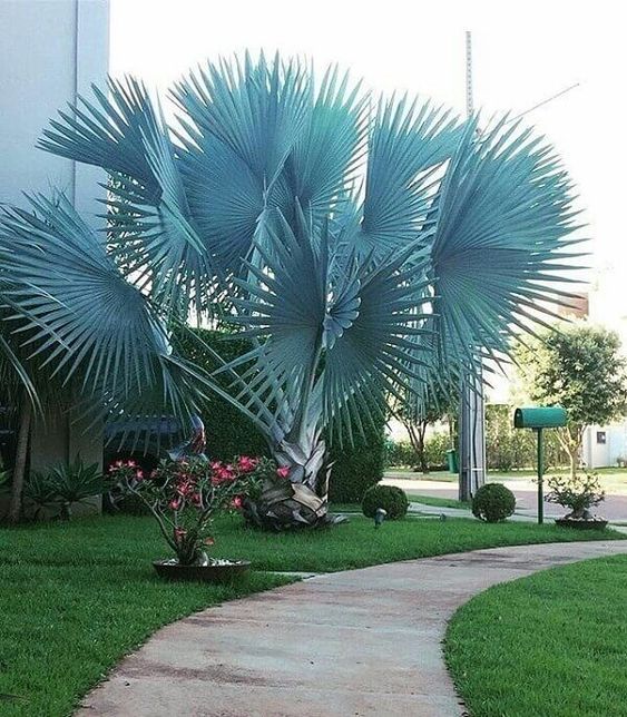 14 Plantas para Jardim que Florescem o Ano Todo e Encantam 12 12. A palmeira azul com folhas em leque é uma boa alternativa para quem dispõe de mais de espaço, já que crescem muito.