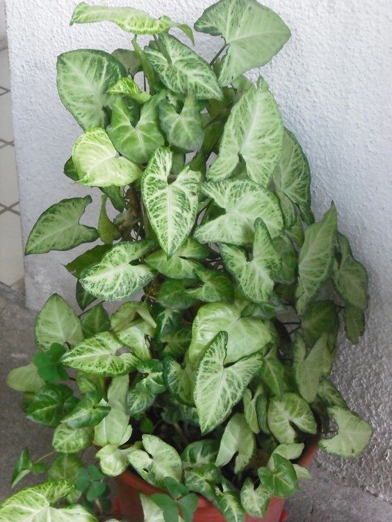 14 Plantas para Jardim que Florescem o Ano Todo e Encantam 13 13. Singônios também são plantas resistentes, lidando bem com situações adversas, como solo seco, sol e chuva.