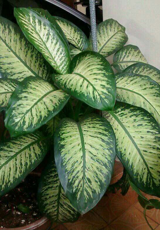 14 Plantas para Jardim que Florescem o Ano Todo e Encantam 14 14. Comigo-ninguém-pode: essa plantinha já dá o recado no nome, sendo símbolo de proteção. Mas cuidado: ela é tóxica!