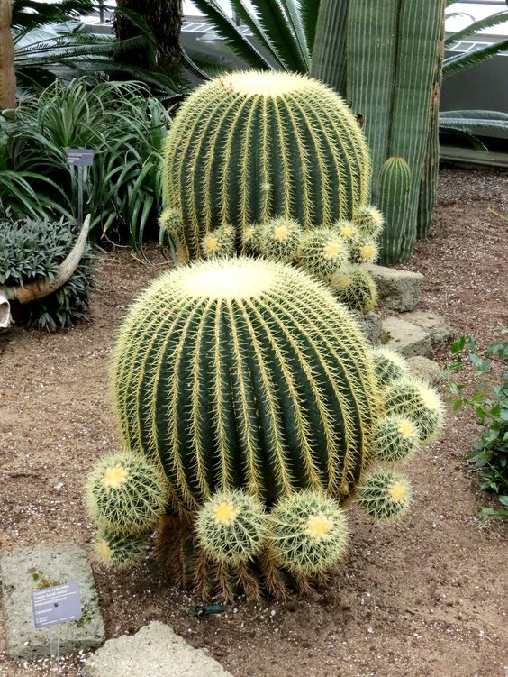 14 Plantas para Jardim que Florescem o Ano Todo e Encantam 15 15. Cacto-barril ou “assento de sogra” é outra opção interessante para o seu jardim, tendo um formato mais arredondado que é bem diferente.