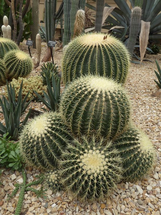 14 Plantas para Jardim que Florescem o Ano Todo e Encantam 16 16. É preciso ter cuidado somente caso tenha animais de estimação com acesso ao jardim, já que a espécie é marcada pela presença de espinhos.