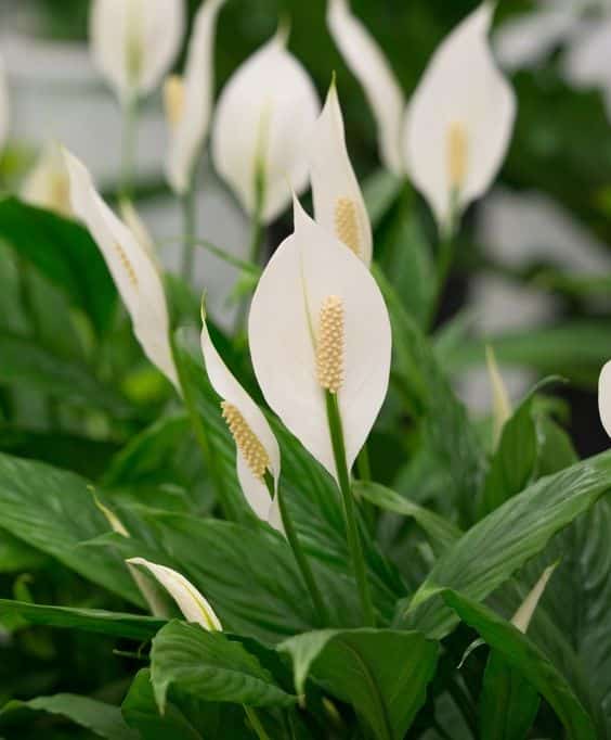 14 Plantas para Jardim que Florescem o Ano Todo e Encantam 18 18. O lírio-da-paz gigante se desenvolve bem até mesmo na sombra, dando origem a belas flores brancas que contrastam com o verde intenso de suas folhas.