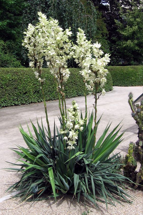 14 Plantas para Jardim que Florescem o Ano Todo e Encantam 20 20. Se você quer um jardim e tem espaço para plantas grandes, considere a Iuca ou agulha-de-adão como uma alternativa.