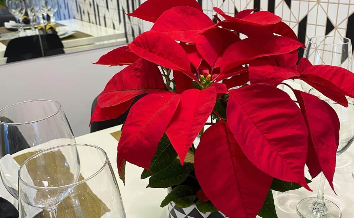 Flor de Natal: Dicas para Cuidar e Arranjar 2 Dicas para cuidar da planta e ideias de arranjos.