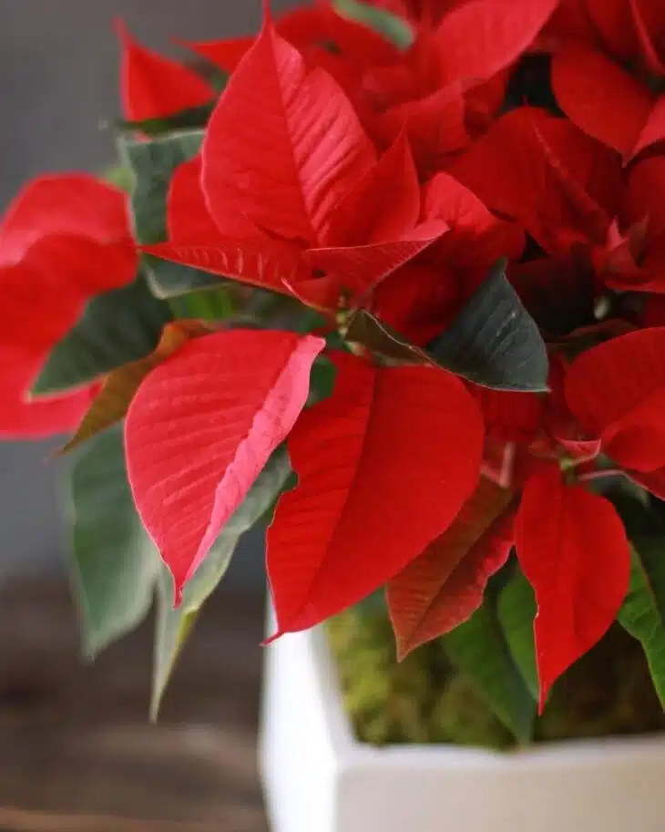 Flor de Natal: Dicas para Cuidar e Arranjar 10 Por florir próxima ao solstício de inverno no hemisfério Norte, a poinsétia é valorizada.