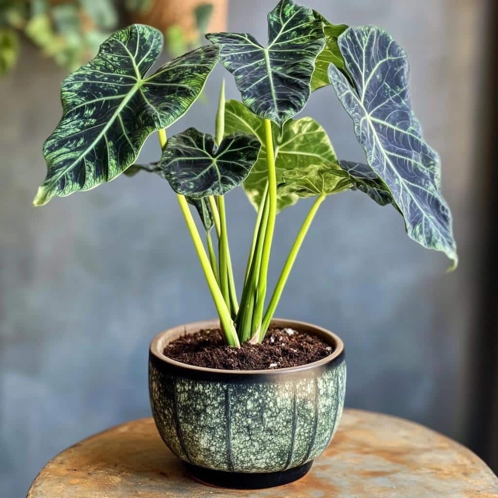 Alocasia Amazônica: Características e Cultivo da Orelha de Elefante 2 Alocasia Amazônica: Características e Cultivo da Orelha de Elefante