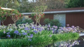 Vasos de Parede: 10 Ideias Para Transformar Seu Jardim Suspenso 5 Foto de flores para jardim, com foco em melhores espécies para cultivar em casa.