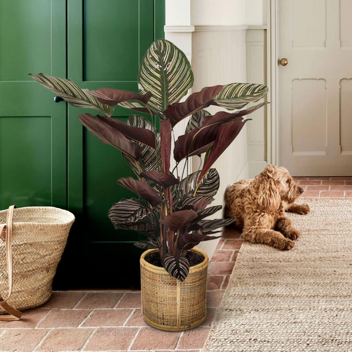 5 plantas incríveis que adoram sombra e são fáceis de cuidar.