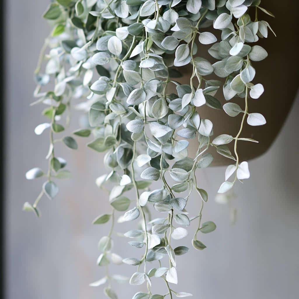 Planta Chuva de Prata: Beleza e Resistência para Seu Jardim 2 Planta Chuva de Prata: Beleza e Resistência para Seu Jardim