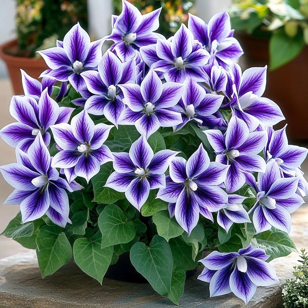 Como Cuidar da Planta Platycodon: Um Guia Completo 1 Como Cuidar da Planta Platycodon: Um Guia Completo