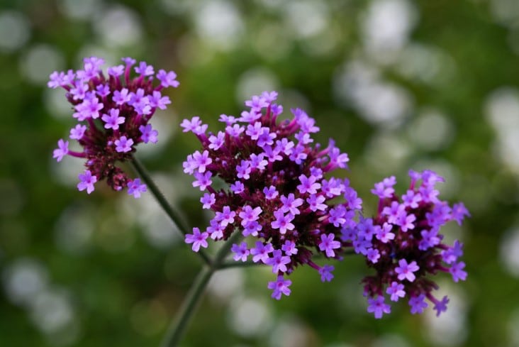 10 Plantas Ideais para Escolas que Atraem Borboletas e Beija-Flores 6 verbena