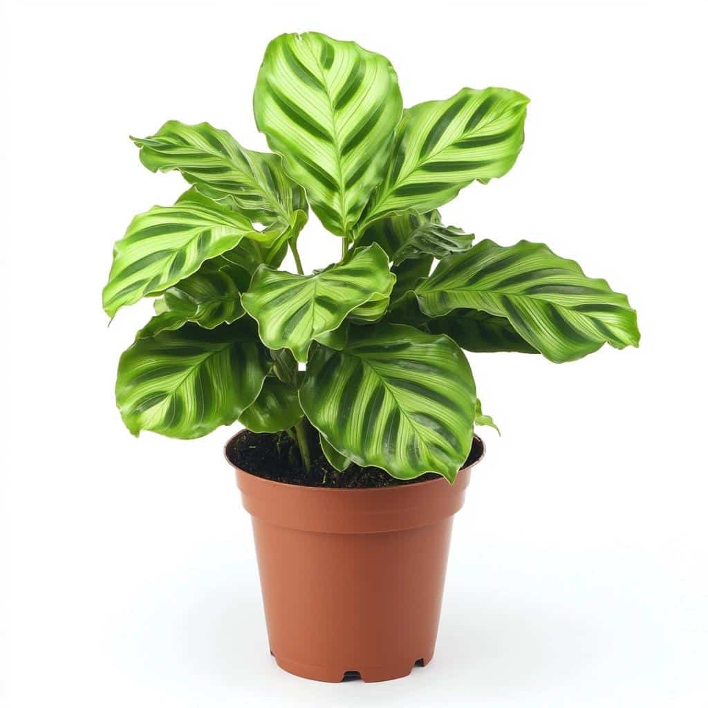 Descubra como cuidar da Calathea rufibarba, a estrela da floresta 2 Descubra como cuidar da Calathea rufibarba, a estrela da floresta