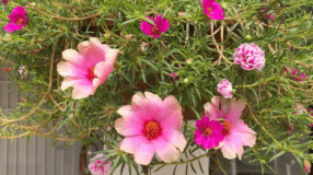 10 Dicas e Cuidados Essenciais para Cultivar Planta-Tapete em Casa 5 Foto da flor onze horas em um jardim