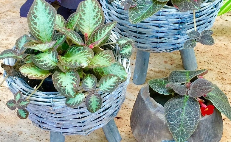 10 Dicas e Cuidados Essenciais para Cultivar Planta-Tapete em Casa 3 Imagem da planta-tapete em destaque